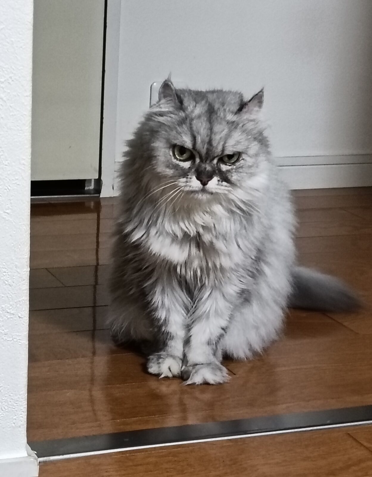 金沢区アメリカンカールの女の子🩷