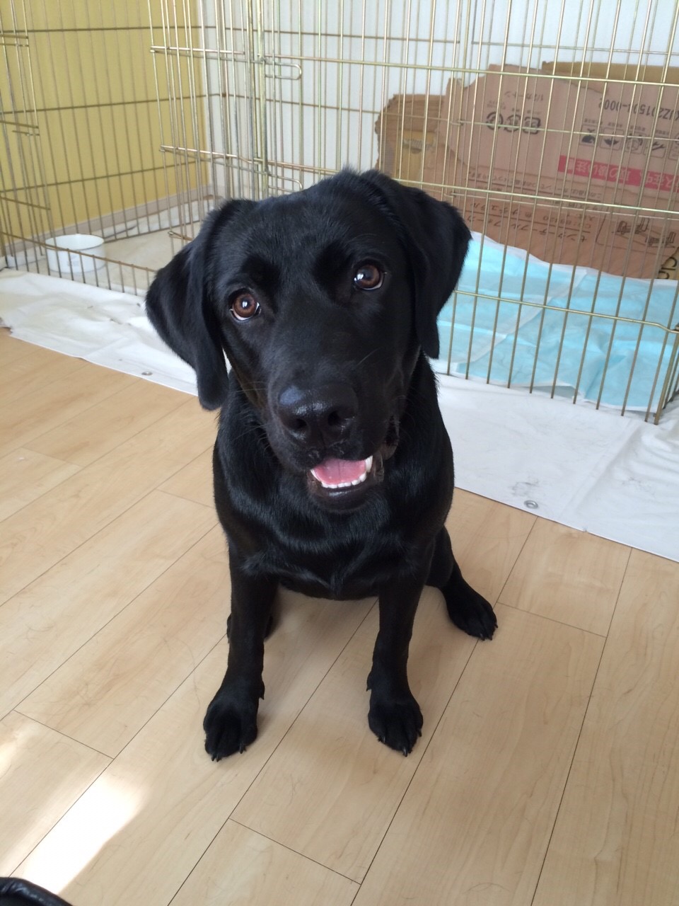 いわき市　ラブラドールのゴーくん