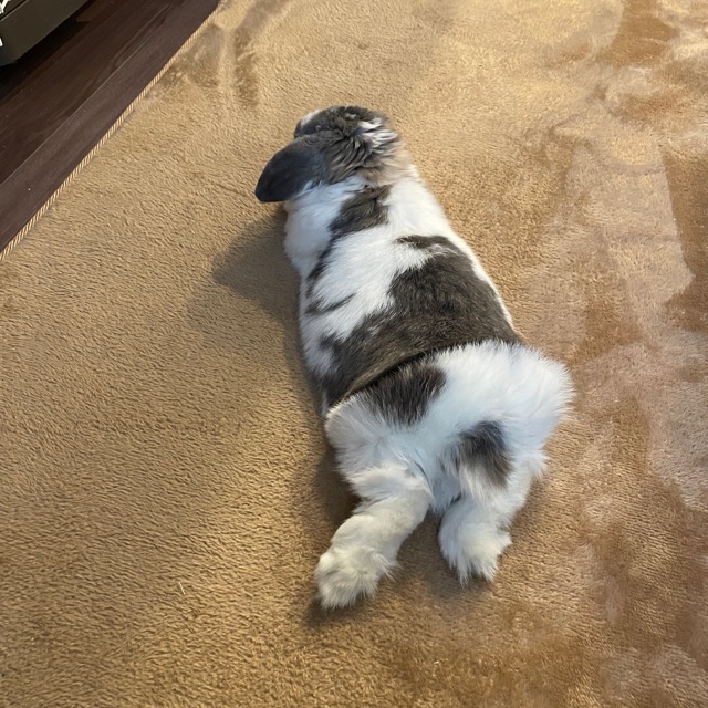 ✨今年は🐰年✨