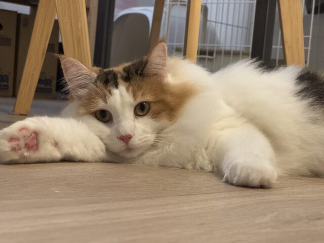 【ペットシッター 八王子】ミトンちゃんのお世話の様子