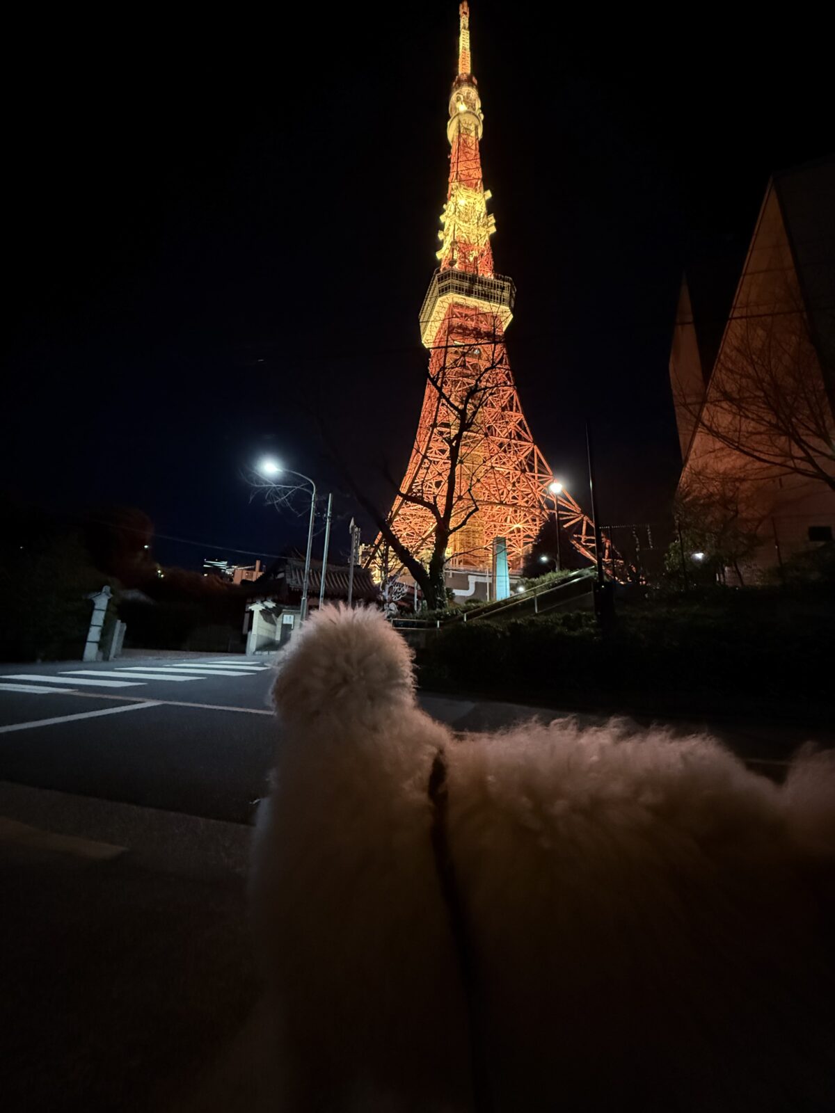 麻布　がほくん🐩