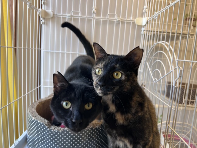 ペットホテル　猫のくーくんとちーちゃん