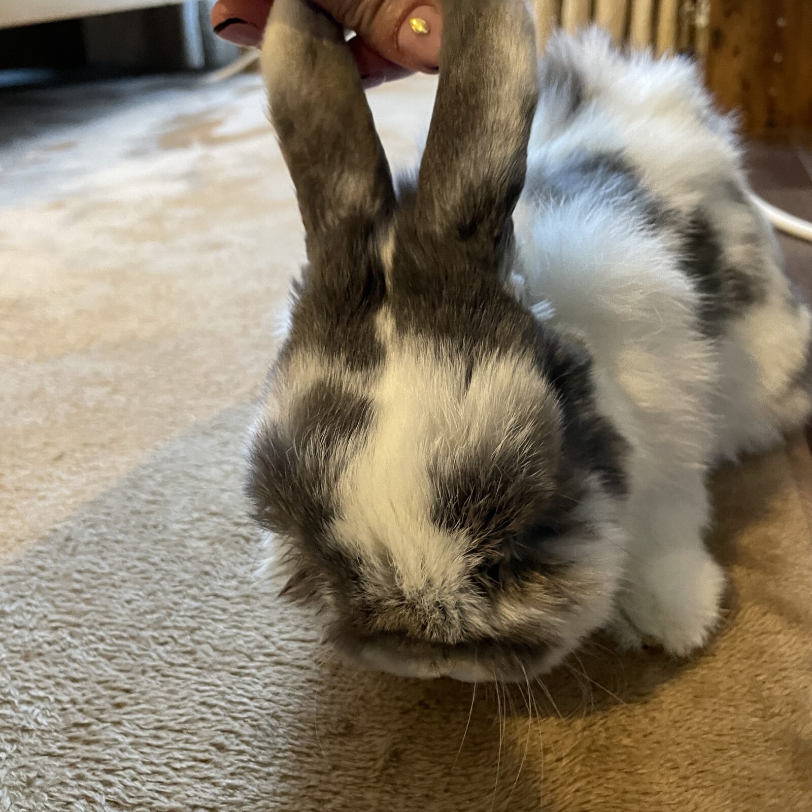 🐰元気いっぱい🐰