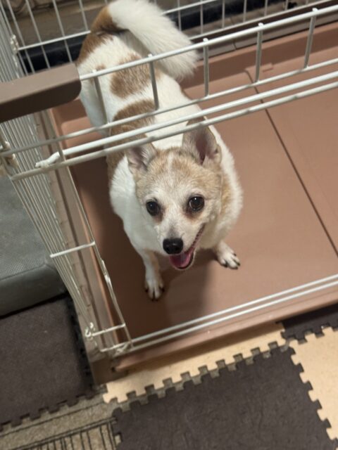 船橋市　エイト君のお世話