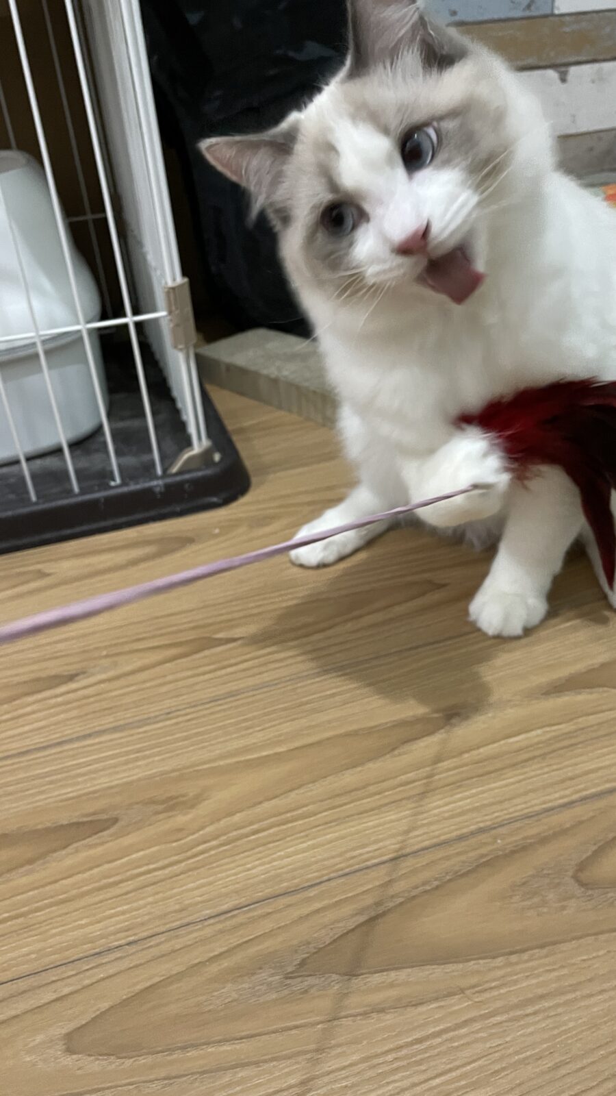 🐱表情豊かだね💞