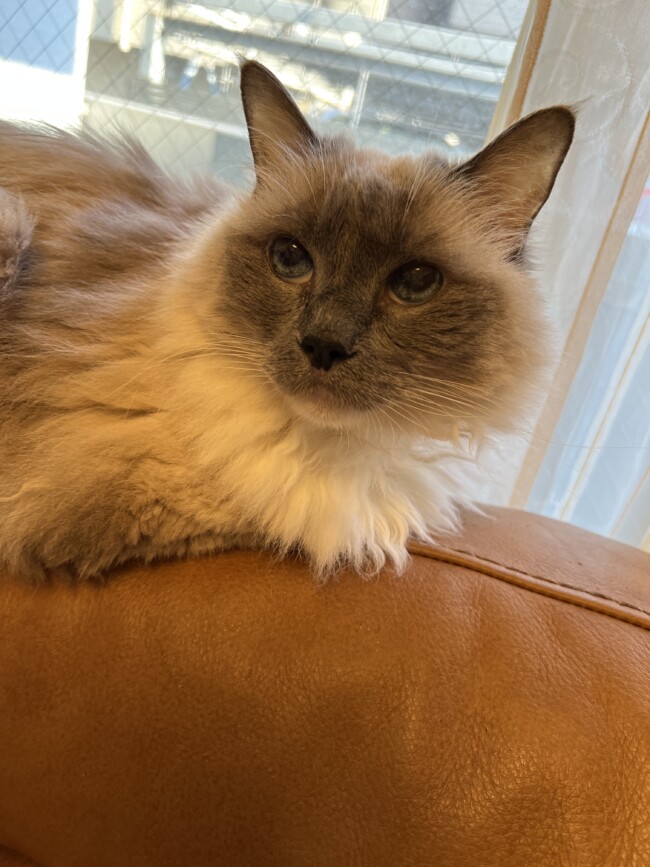 ペットシッター　吹田市　ラグドールの茶茶ちゃんとノルウェージャンフォレストキャットのギガくん