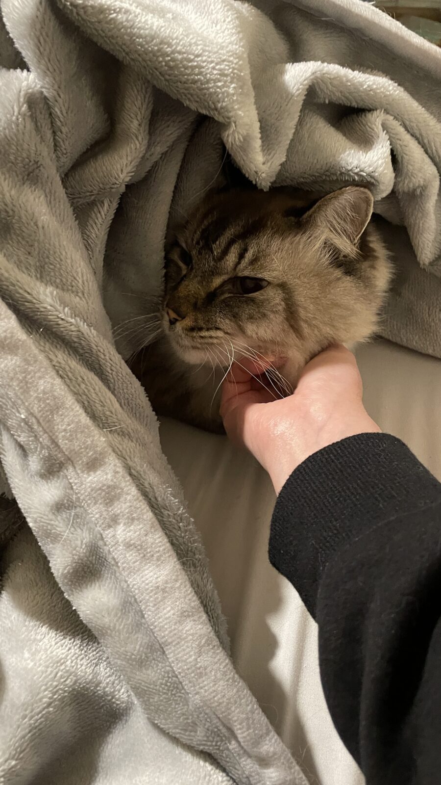 🐱もこもこニャンコ🐱