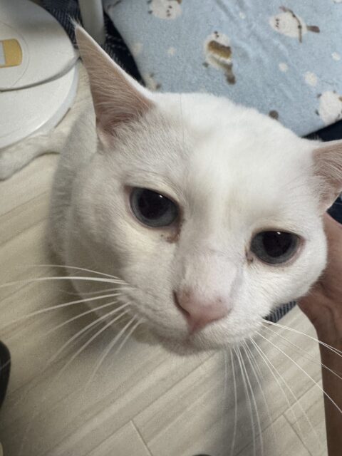 船橋市　ダニエル君のお世話