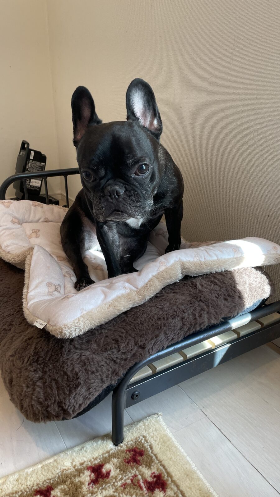 🐶愛嬌100点満点✨