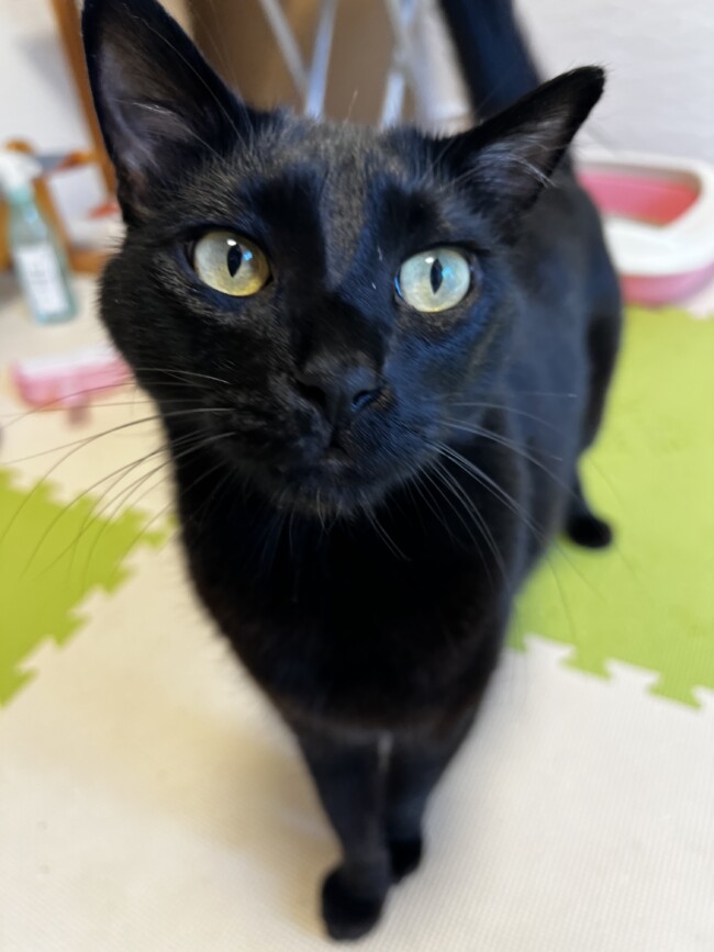 ペットホテル　黒猫　ククくん