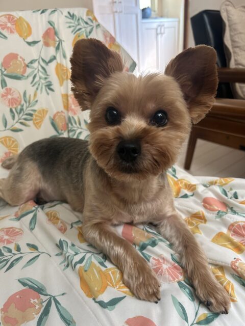 綾瀬市　ワンコさん達のお世話♡