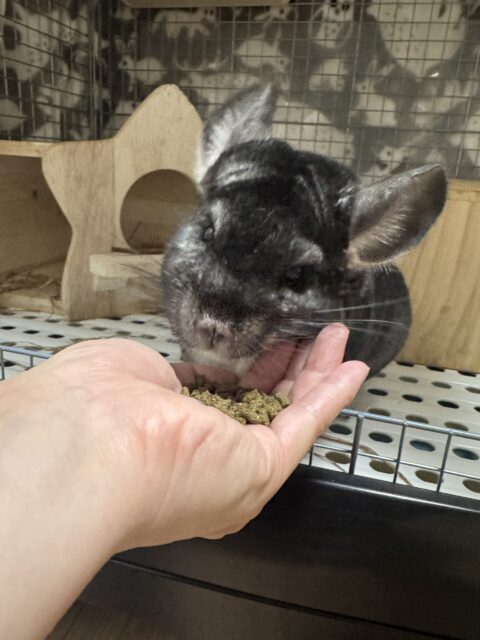 習志野市　くーちゃんのお世話