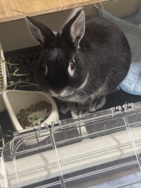 船橋市　ロイ君のお世話