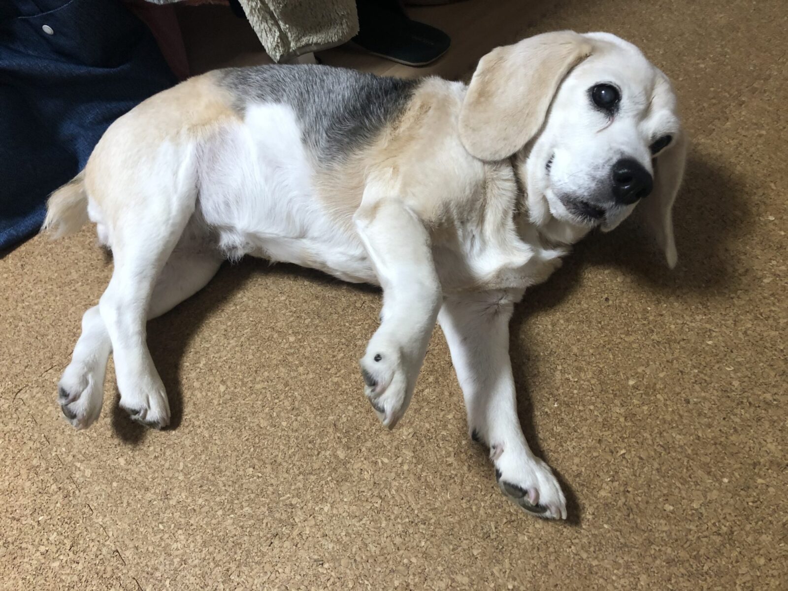 伊勢原市 ビーグルのノンちゃん お世話の様子