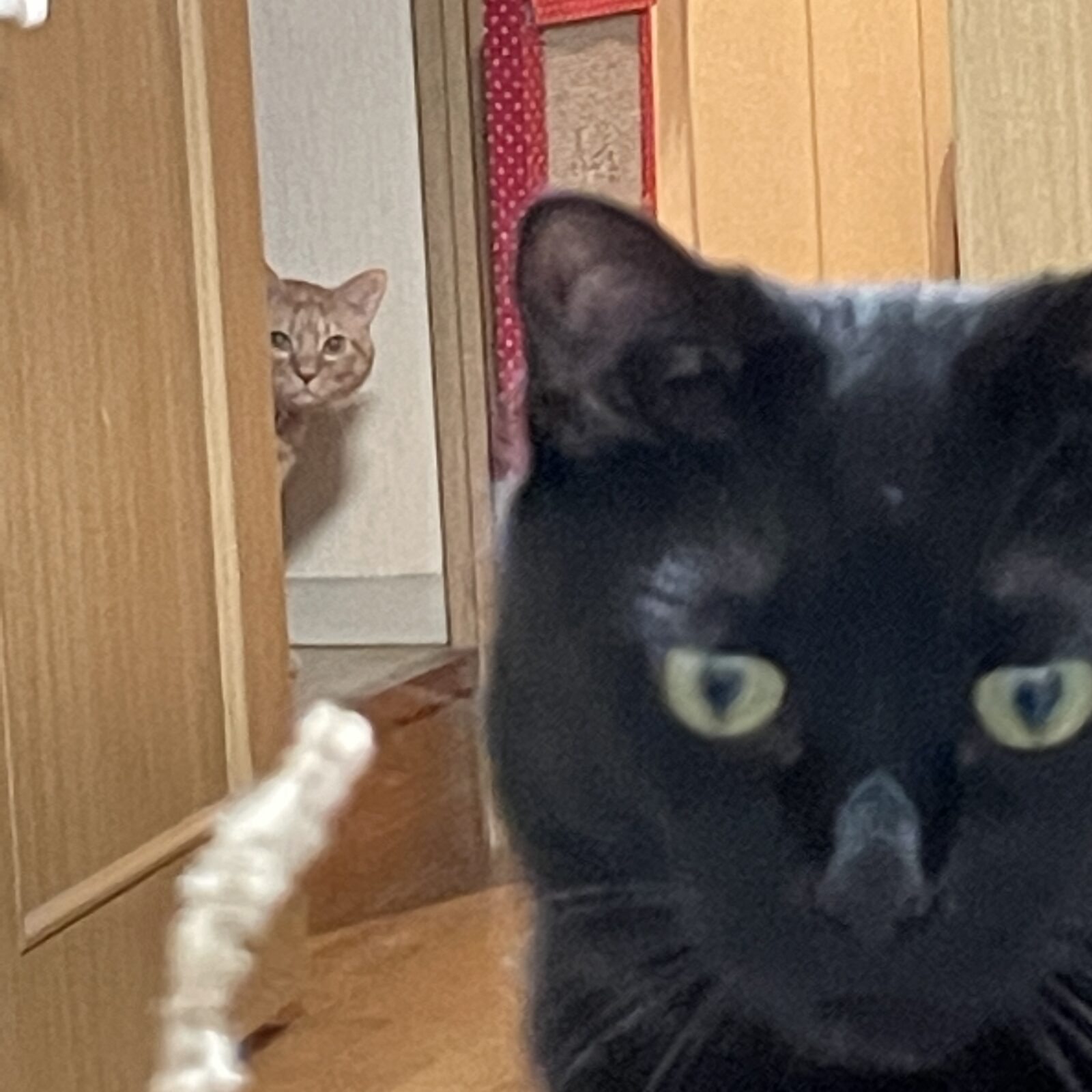 🐱初めましてのお友達🐱