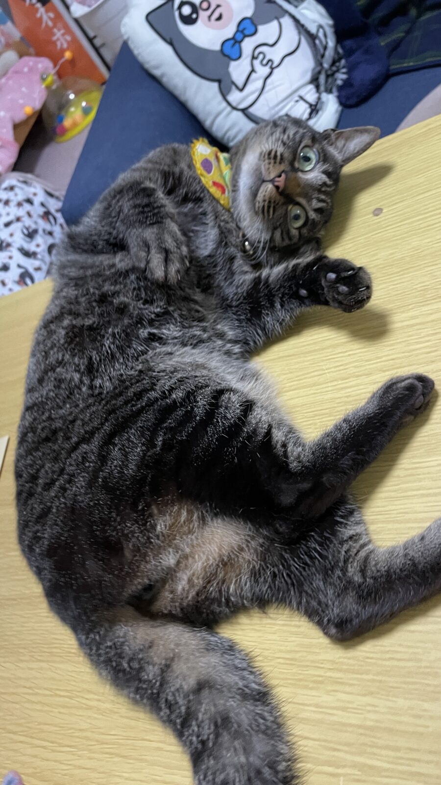 🐱シャー・・・🐱