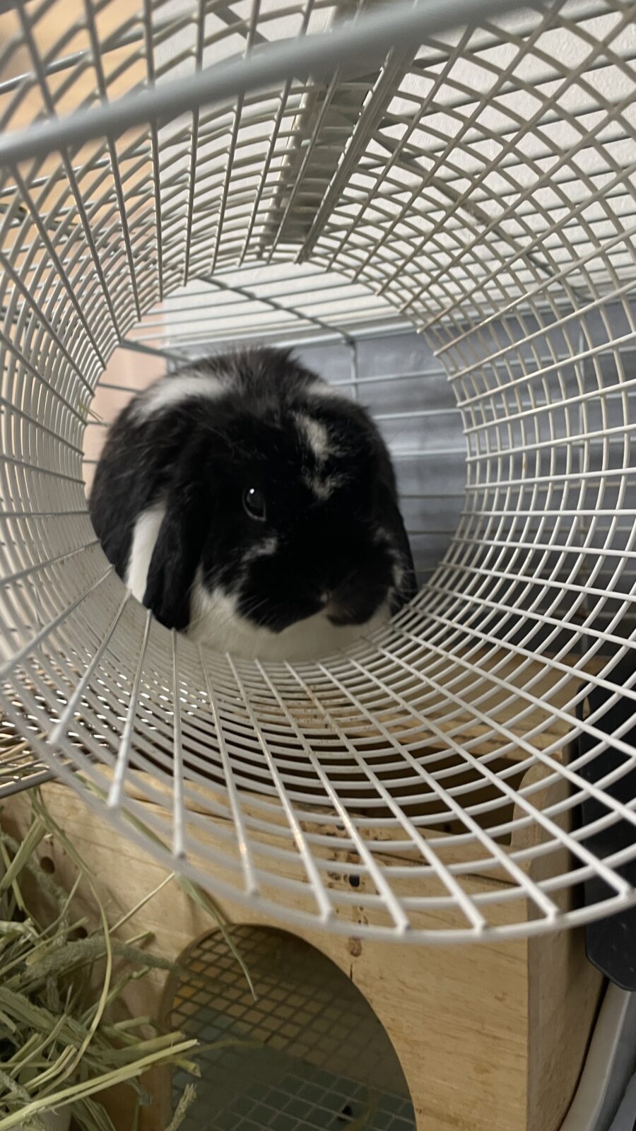 🐇ぴょんぴょんぴょん☺️