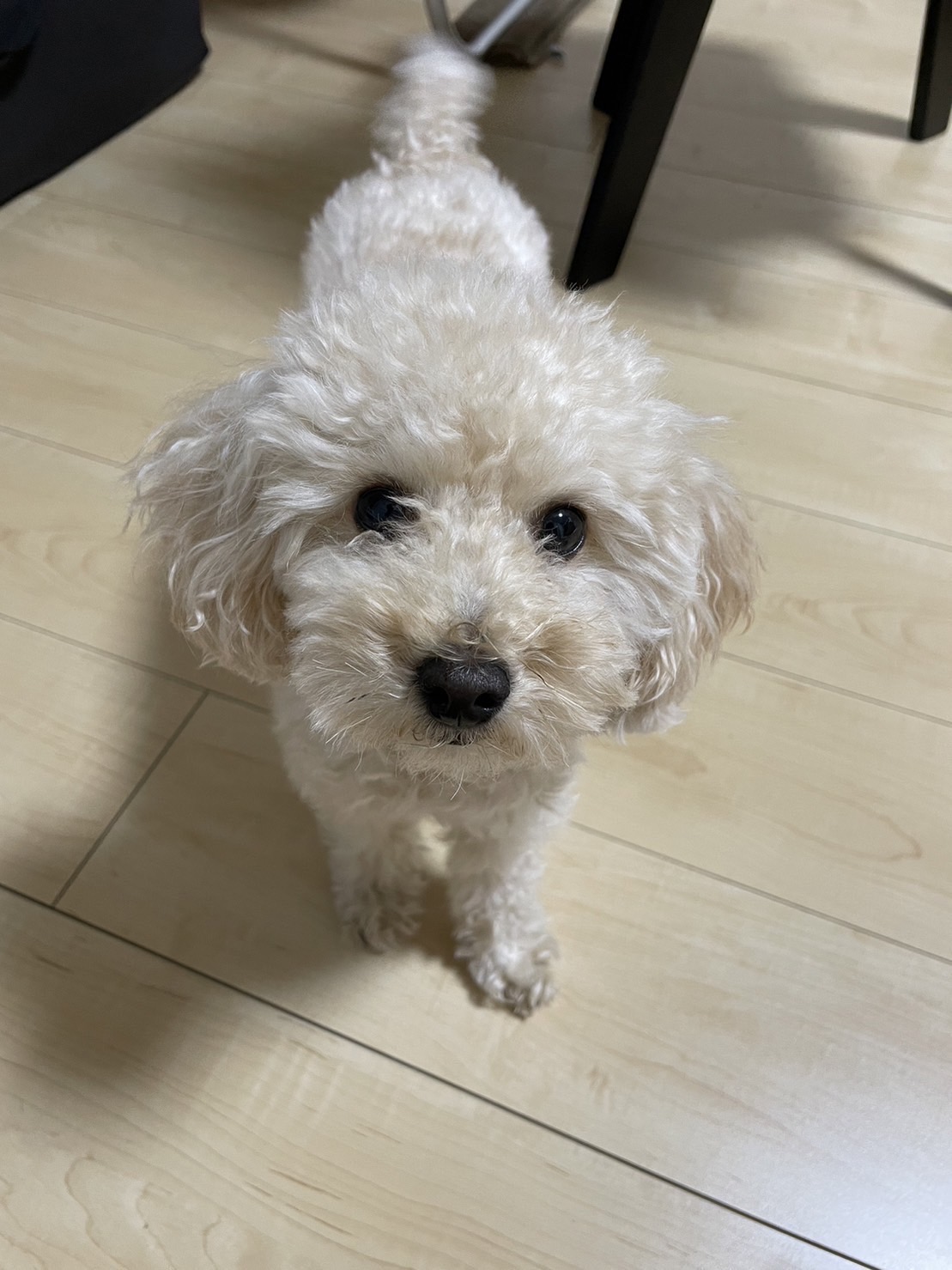 🐶初めましてお友達🐶