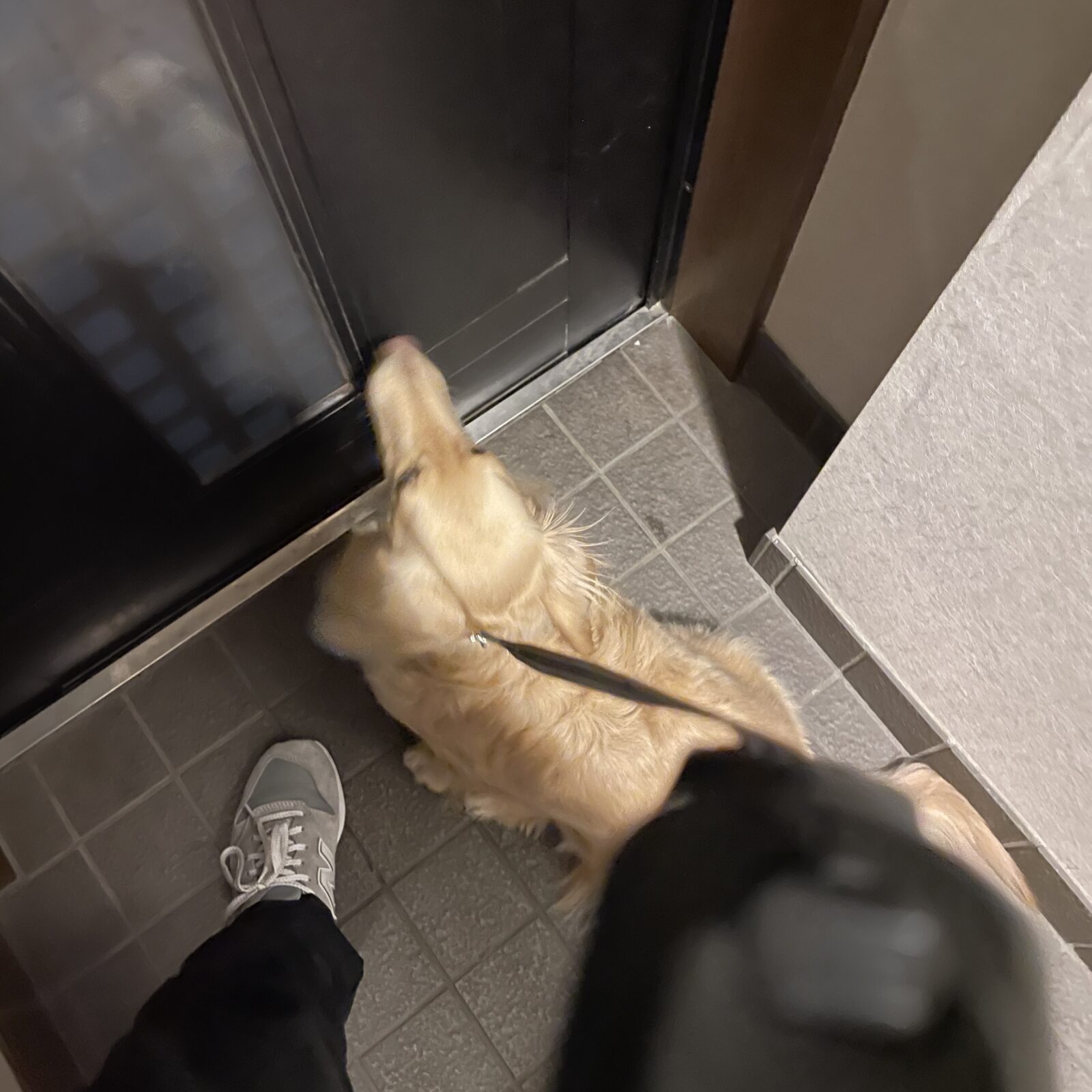 🐶やんちゃワンコ🐶