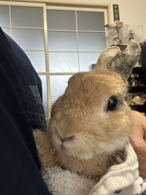 うさぎさんのお世話🥕