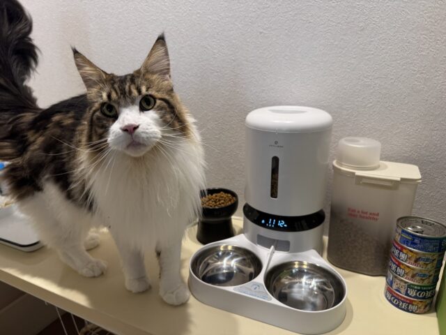 【猫のペットシッター 八王子】ビヤちゃん達のお世話の様子