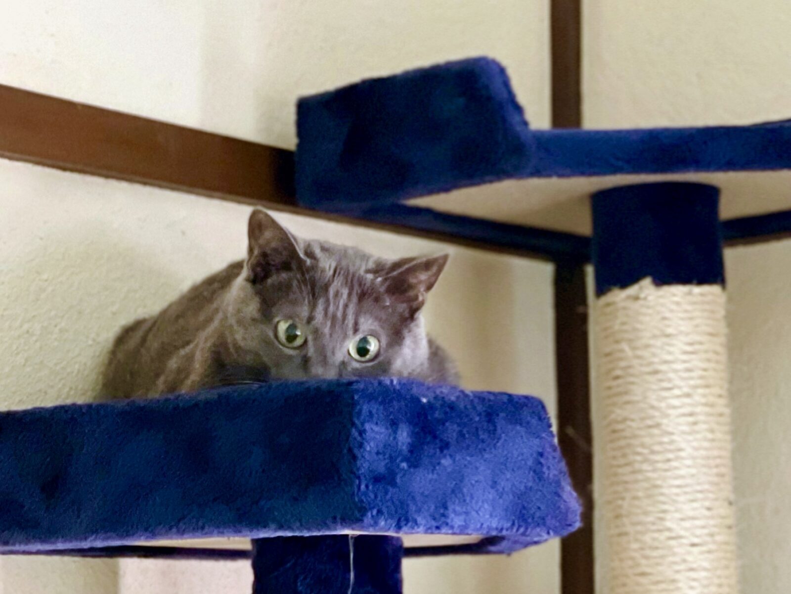 京都 向日市 グレーの猫ちゃん