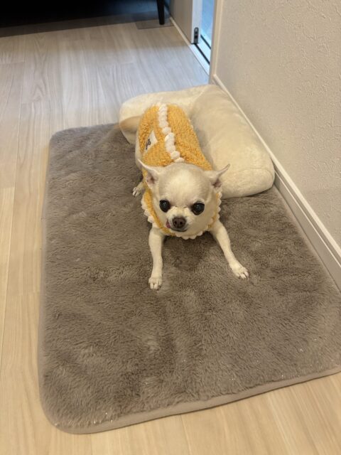 松戸市のチワワ チュチュちゃんのお世話