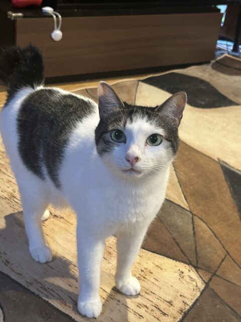 海老名市　ネコちゃんのお世話♡