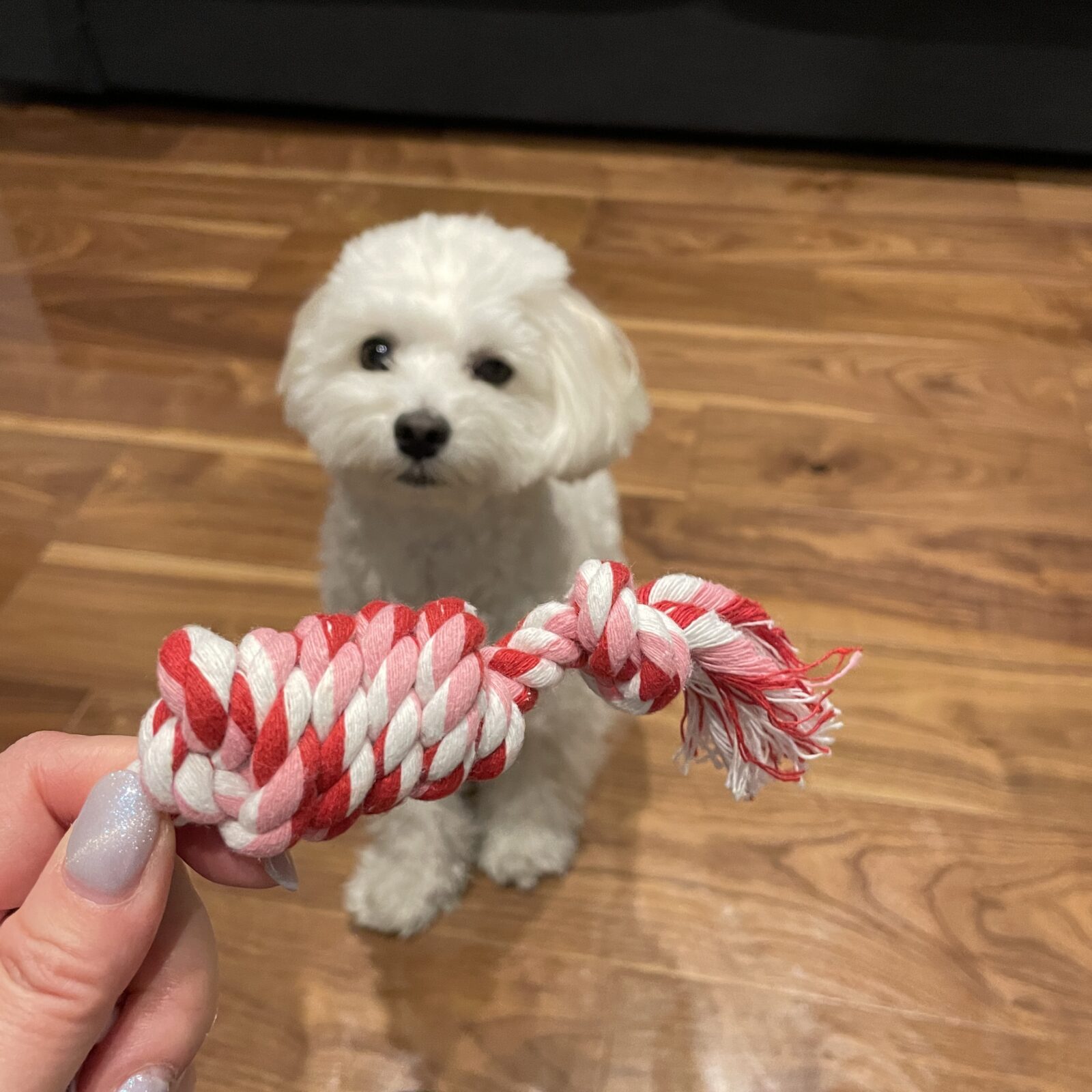 🐶初めましてのお友達🐶