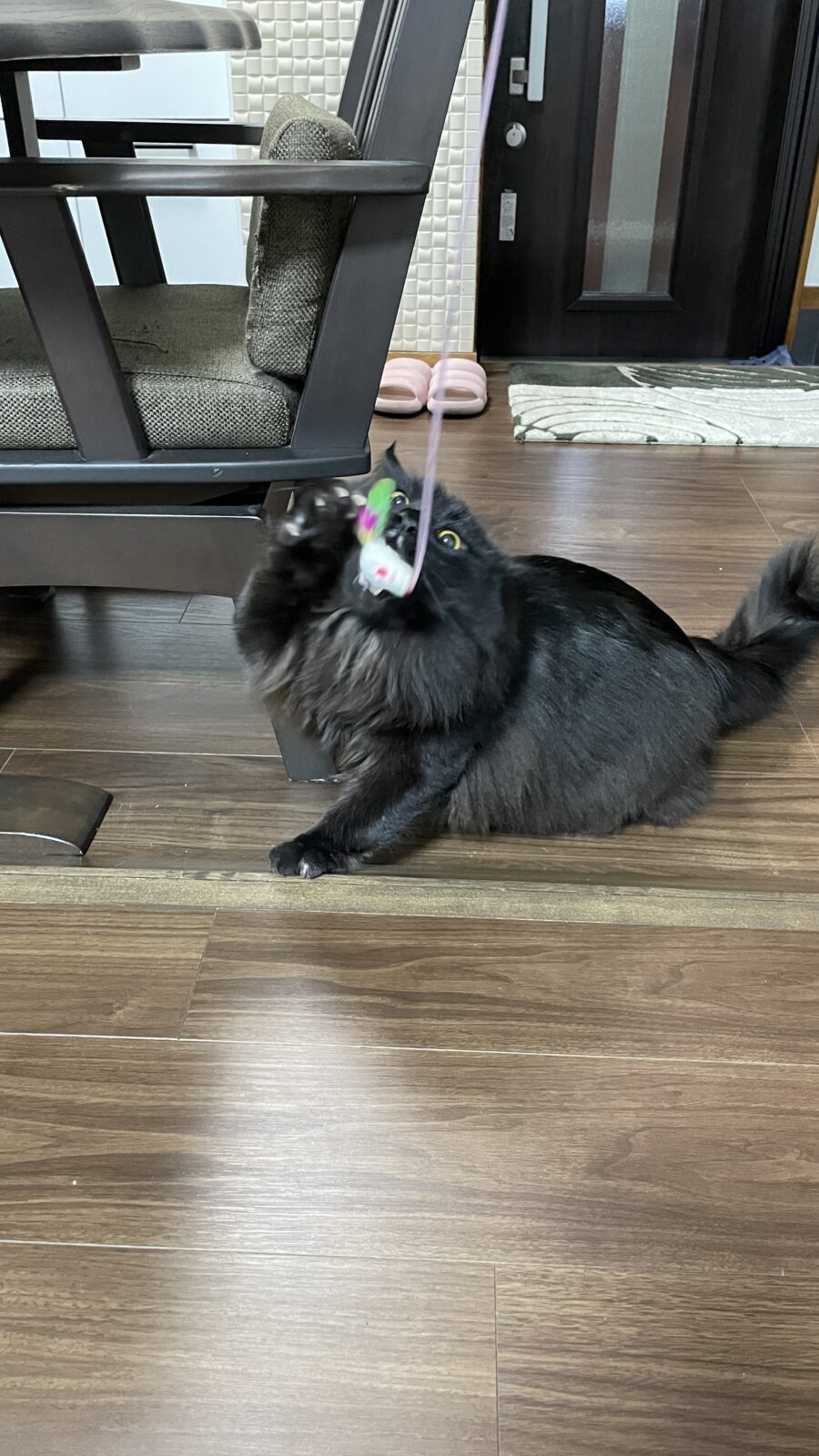 まん丸お目々の、もふもふちゃん🐱