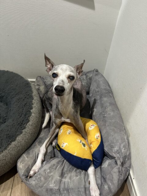 綾瀬市　ワンコさんのお世話♡