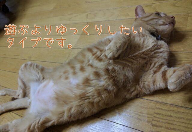 お留守番のペットさん達の室内での過ごし方とお散歩のこと