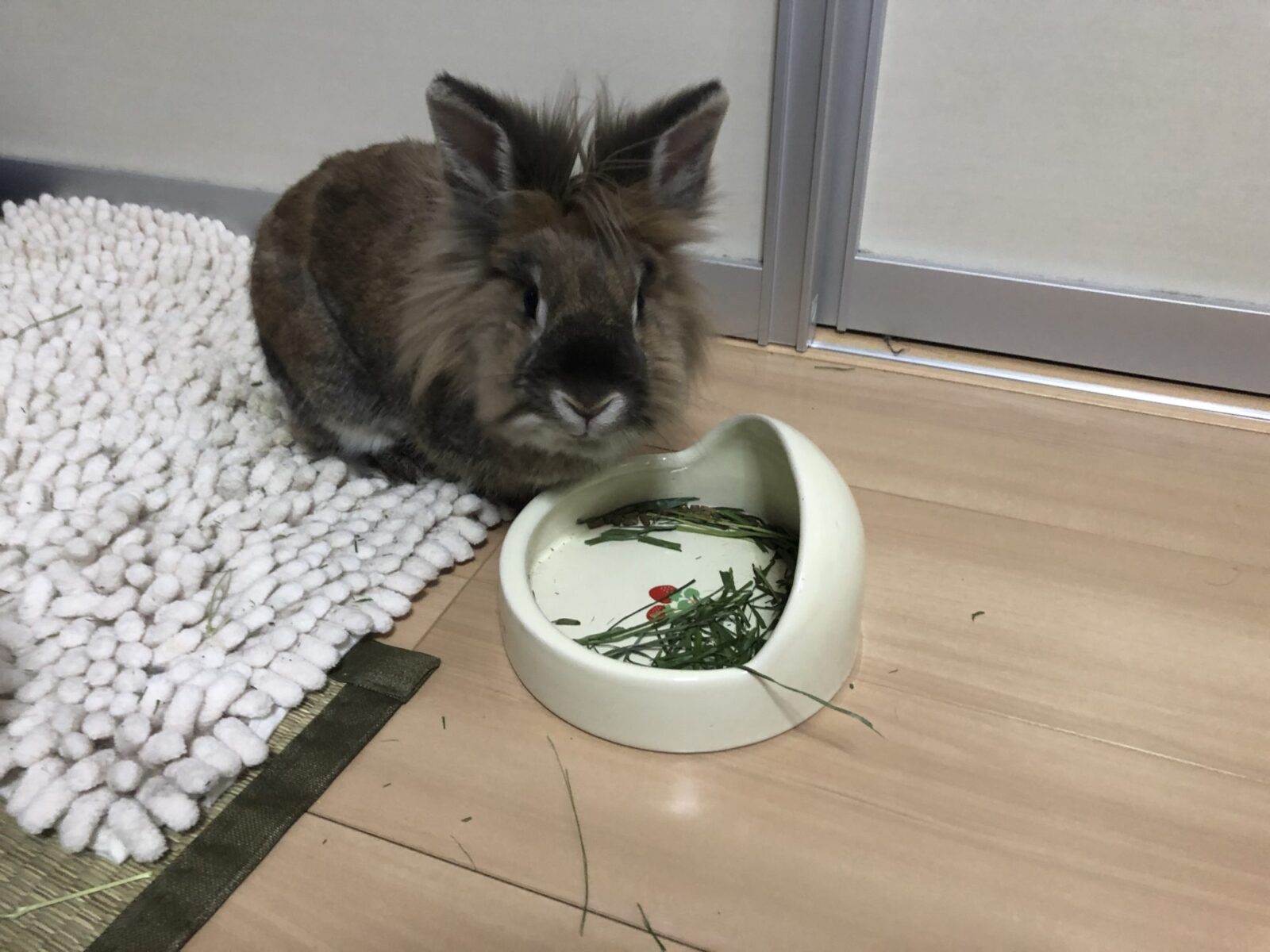 秦野市 ライオンドワーフのひむちゃん お客様の声