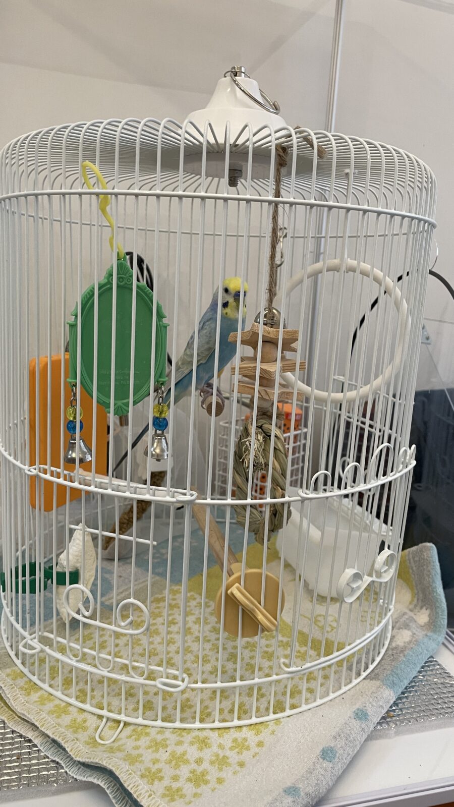 🦜おしゃべり大好き✨