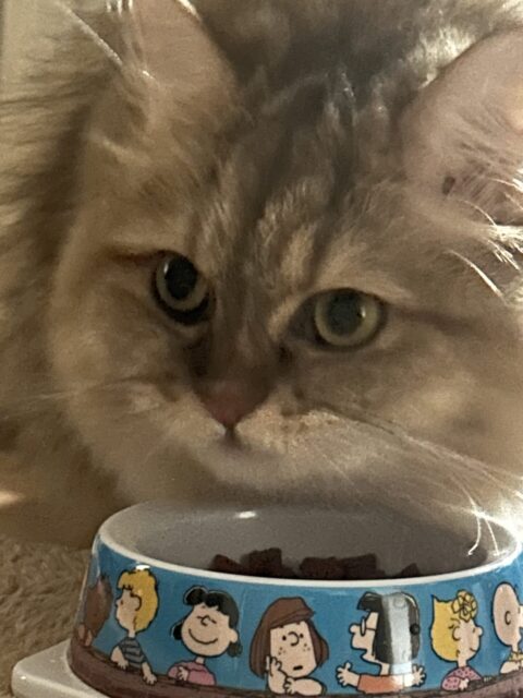 大和市　ネコちゃんのお世話♡