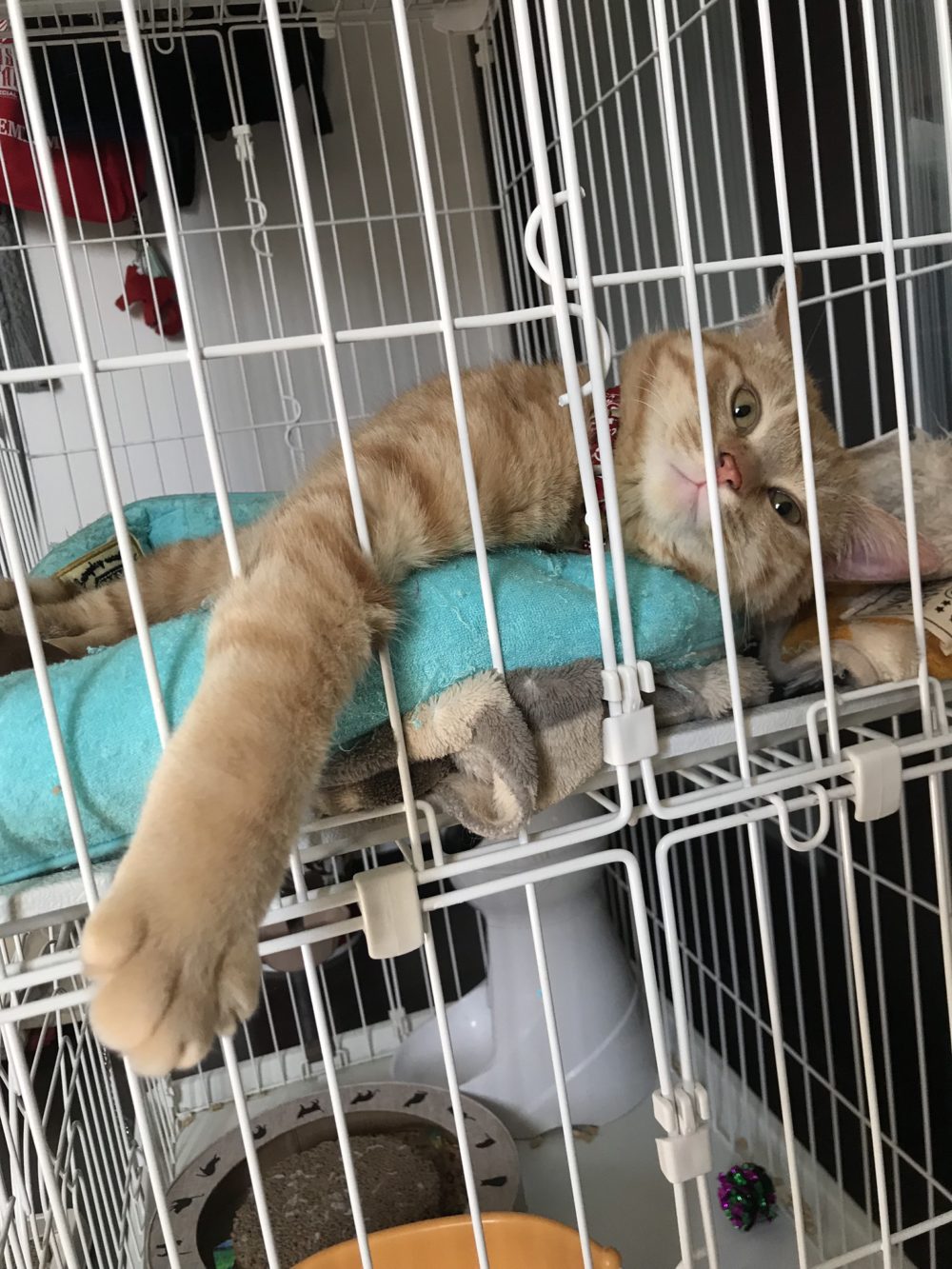 新規八千代市の初回訪問　こむぎくんとっても元気で甘えん坊♪