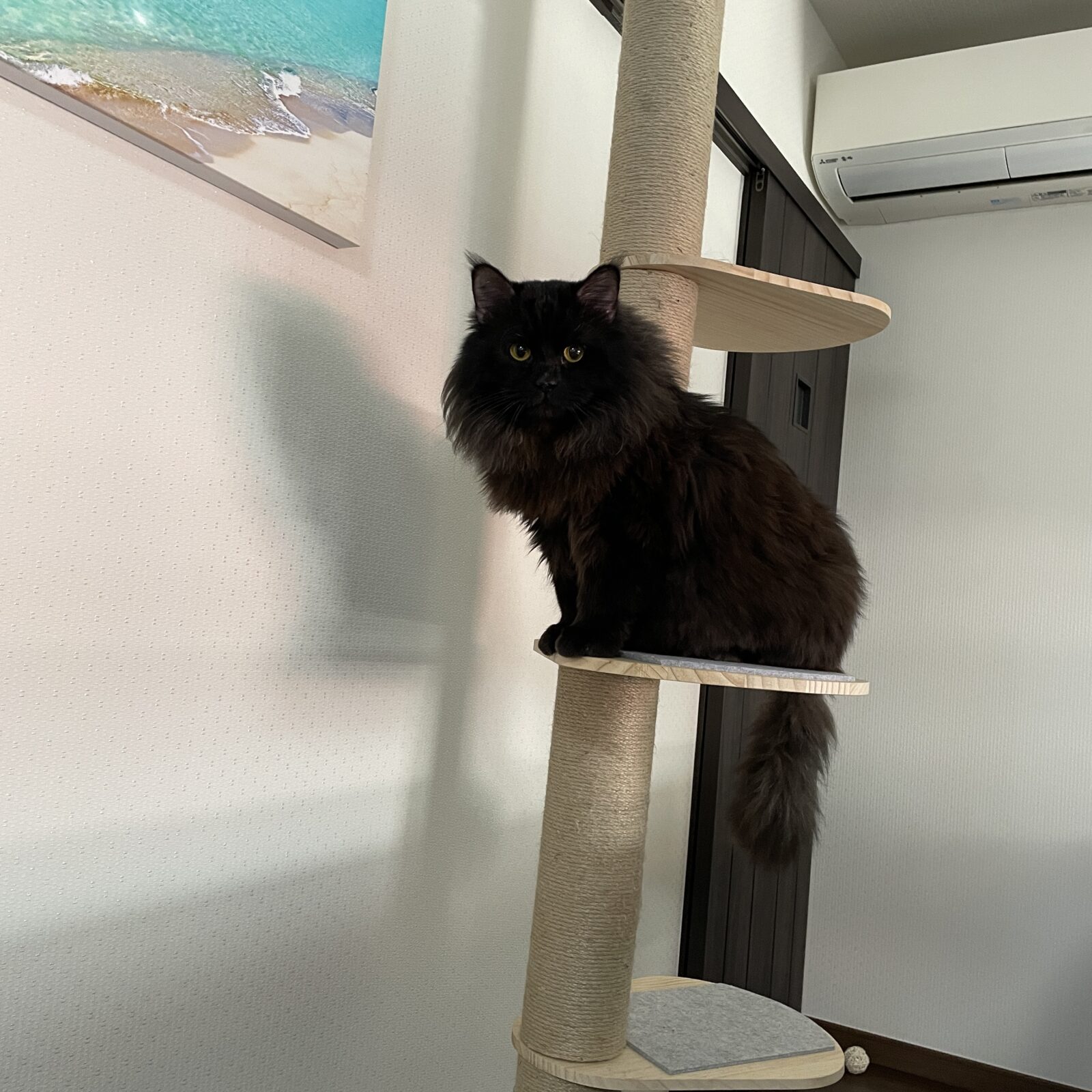 🐱モフモフニャンコ🐱