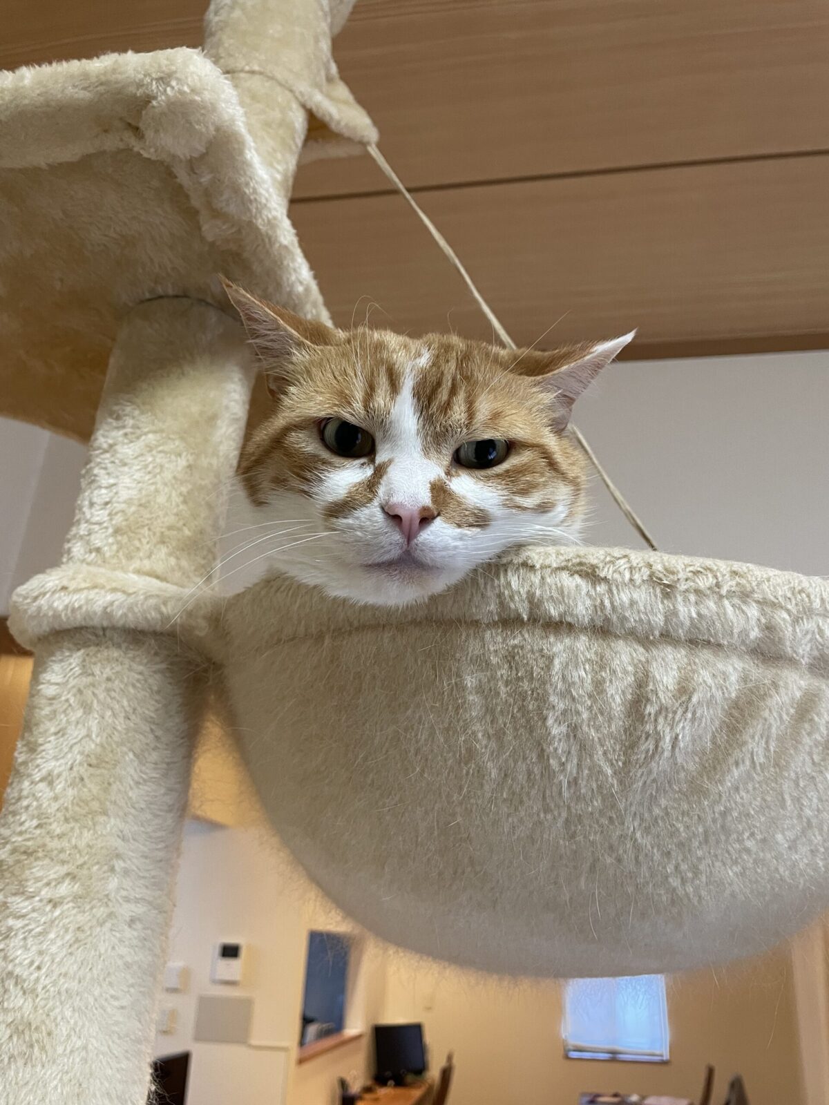 【船橋市・猫】むさしくん、まこくんのお世話報告