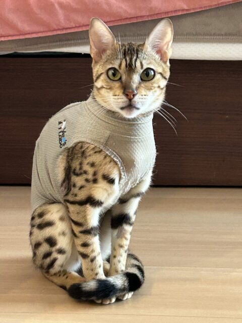 大和市　ネコちゃんのお世話♡