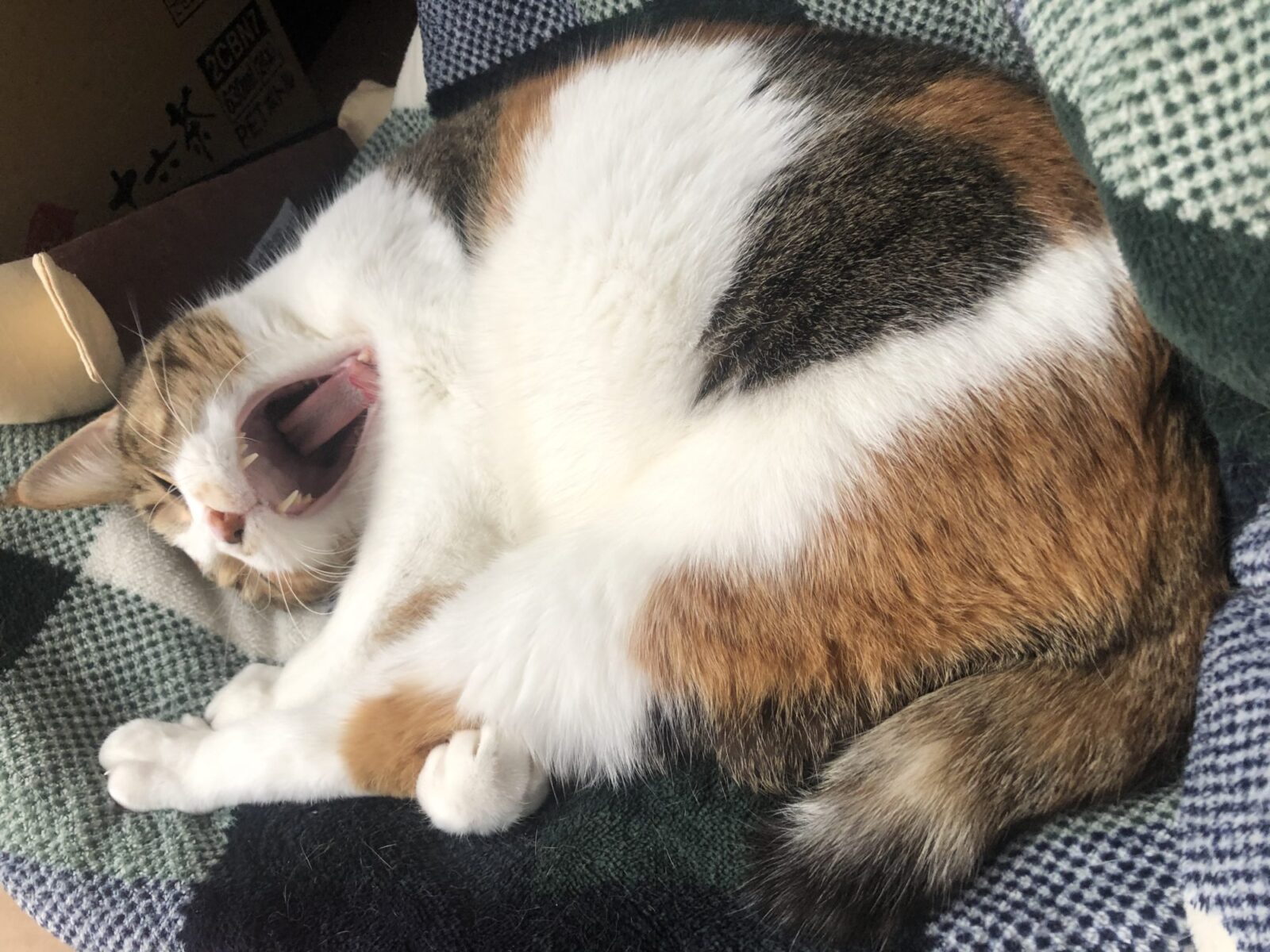 新型コロナウィルスのペットへの感染について