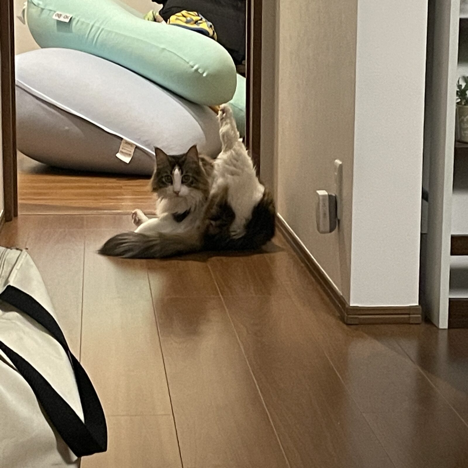 🐱イケメンニャンコ🐱