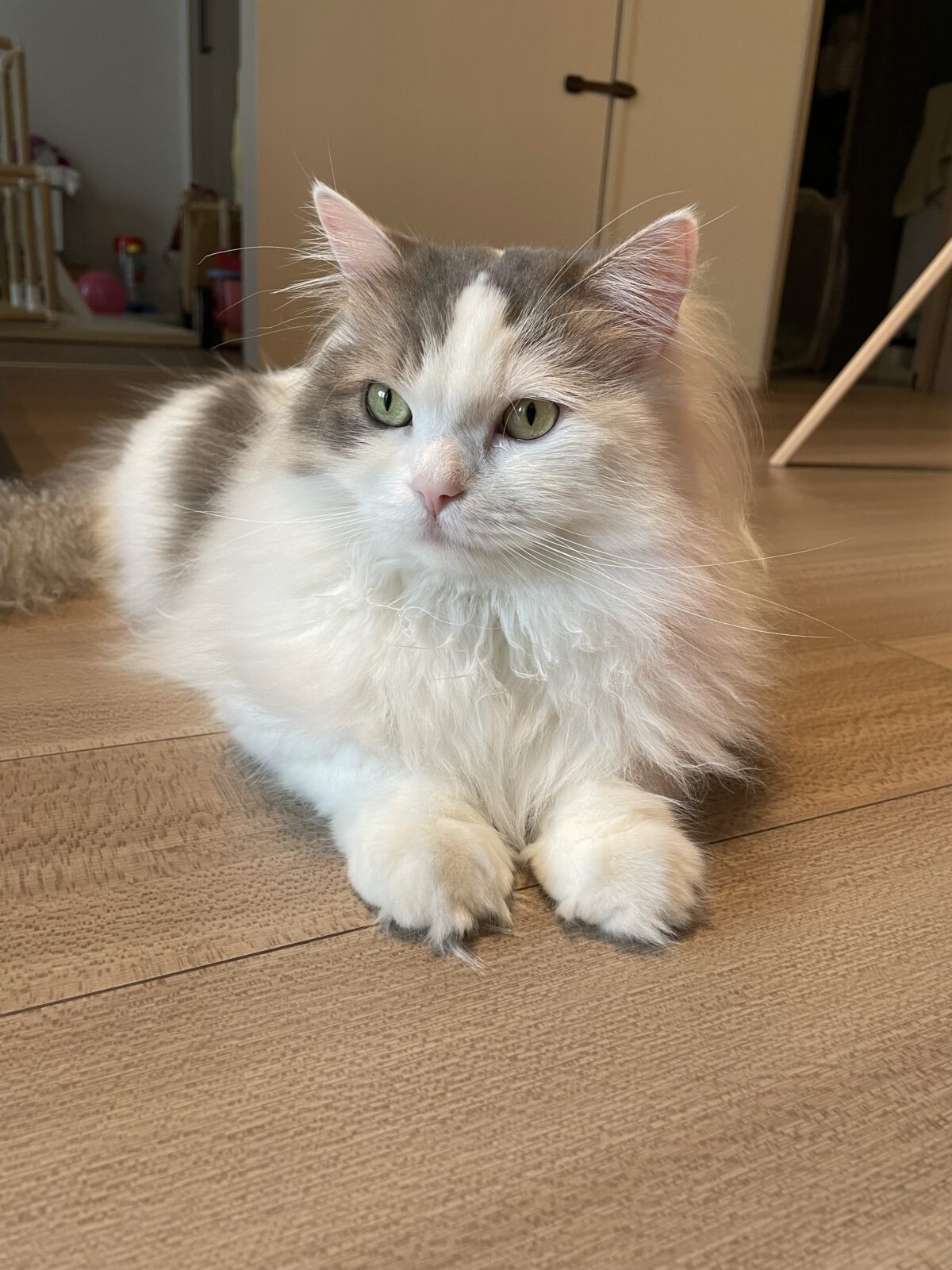 【千葉市】ペーターくんのお世話報告