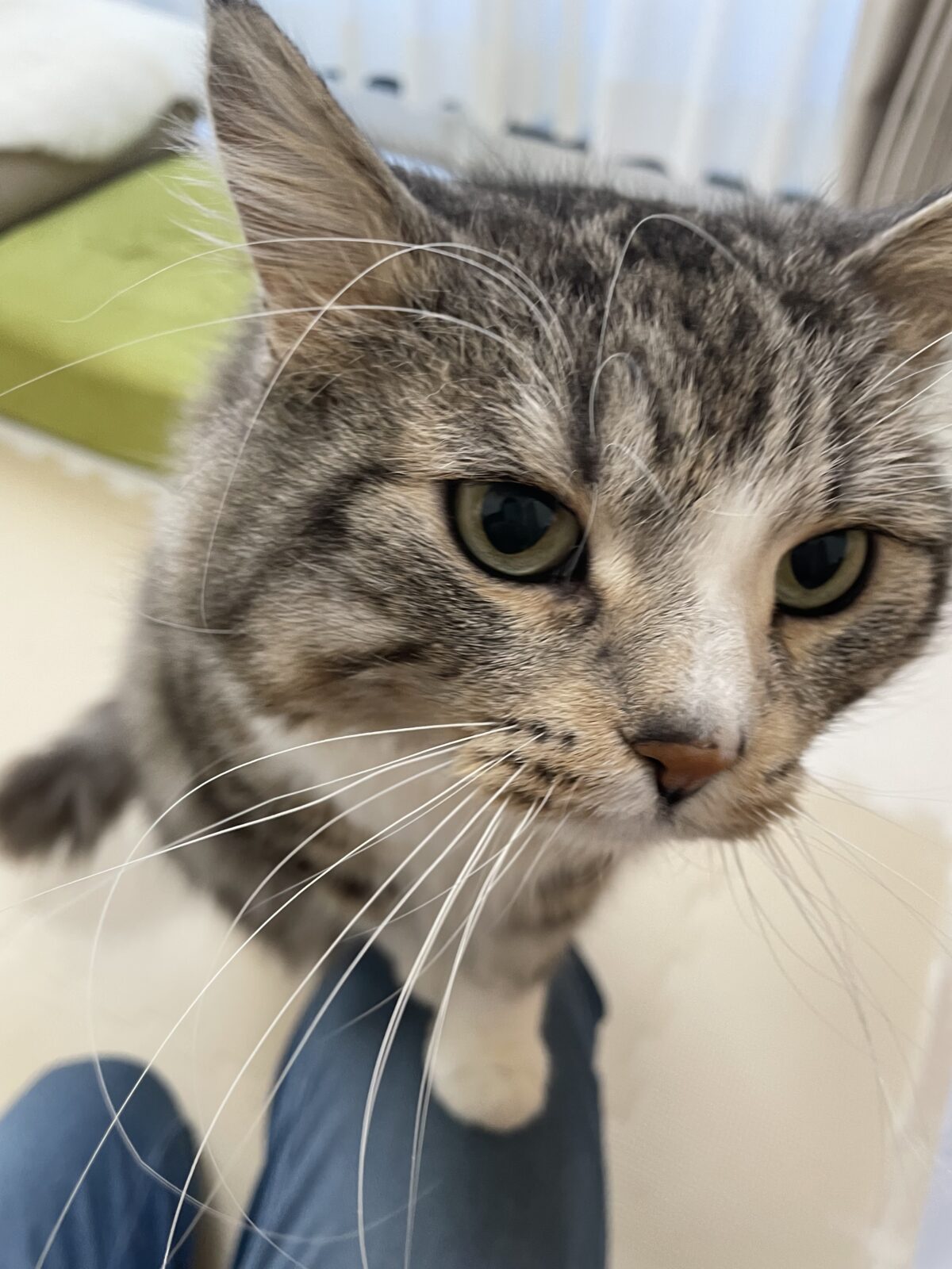 【千葉市・猫】グレくんのお世話報告