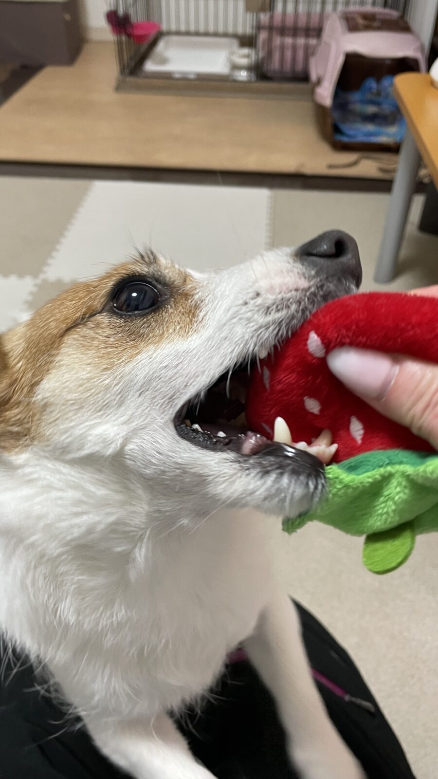 🐶元気いっぱい☺️