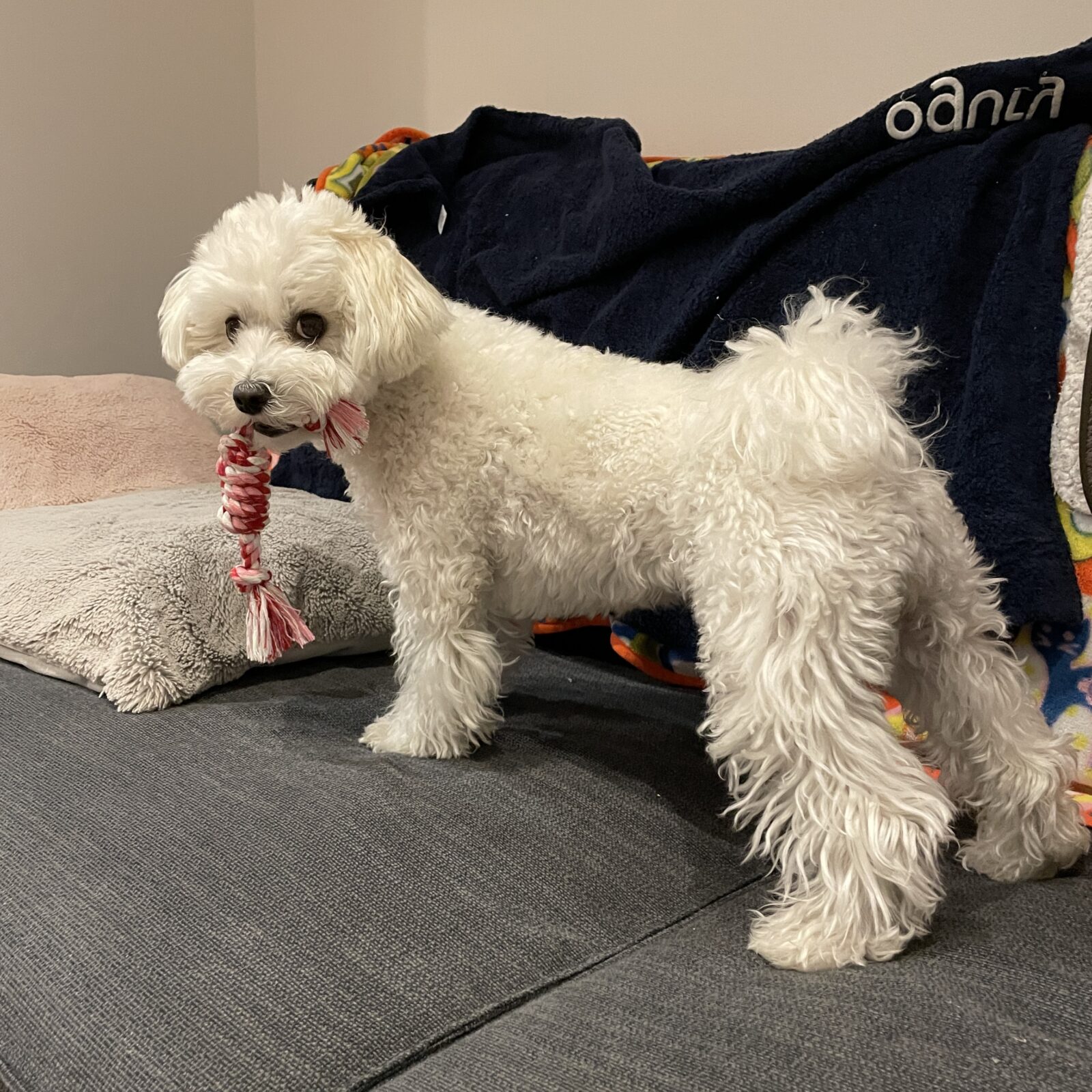 🐶強風＆豪雨💦