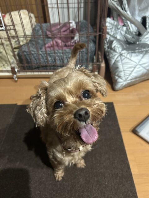 大和市　ワンコさんのお世話♡