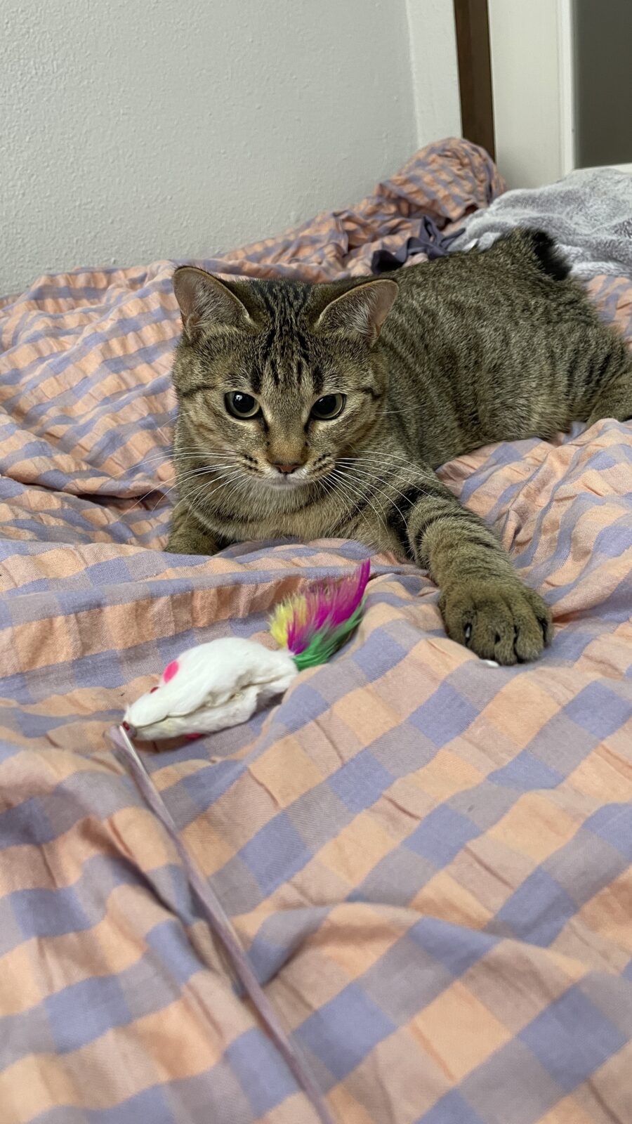 🐱初めましてのお友達✨