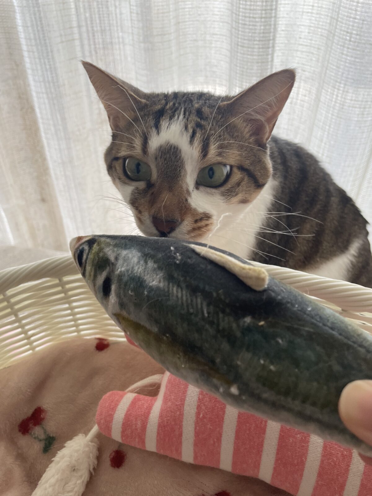 【船橋市】銀之助くんと寅次郎くんのお世話報告