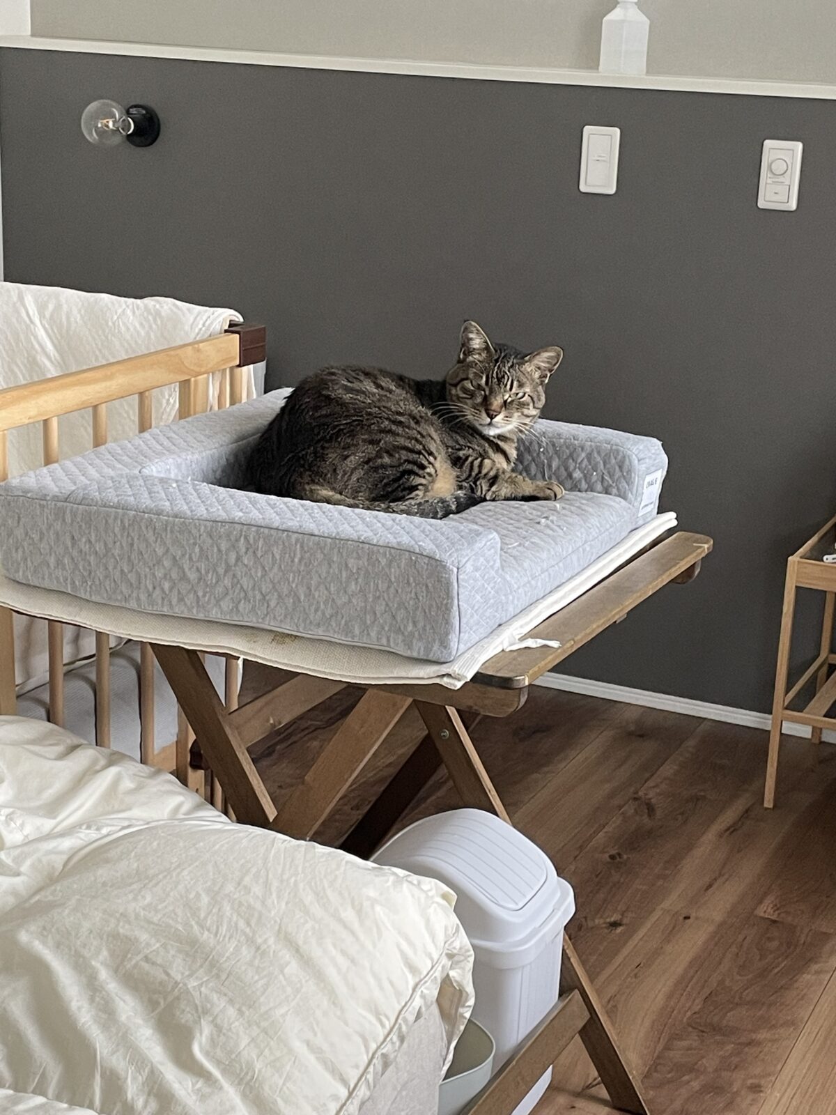 【船橋市】ぐるくんとみっくくんのお世話報告