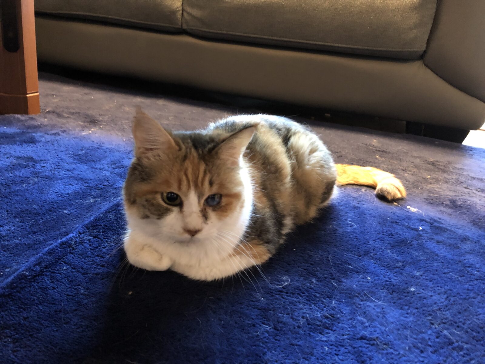 伊勢原市 あおちゃん ほたてくん うにくん 初回訪問